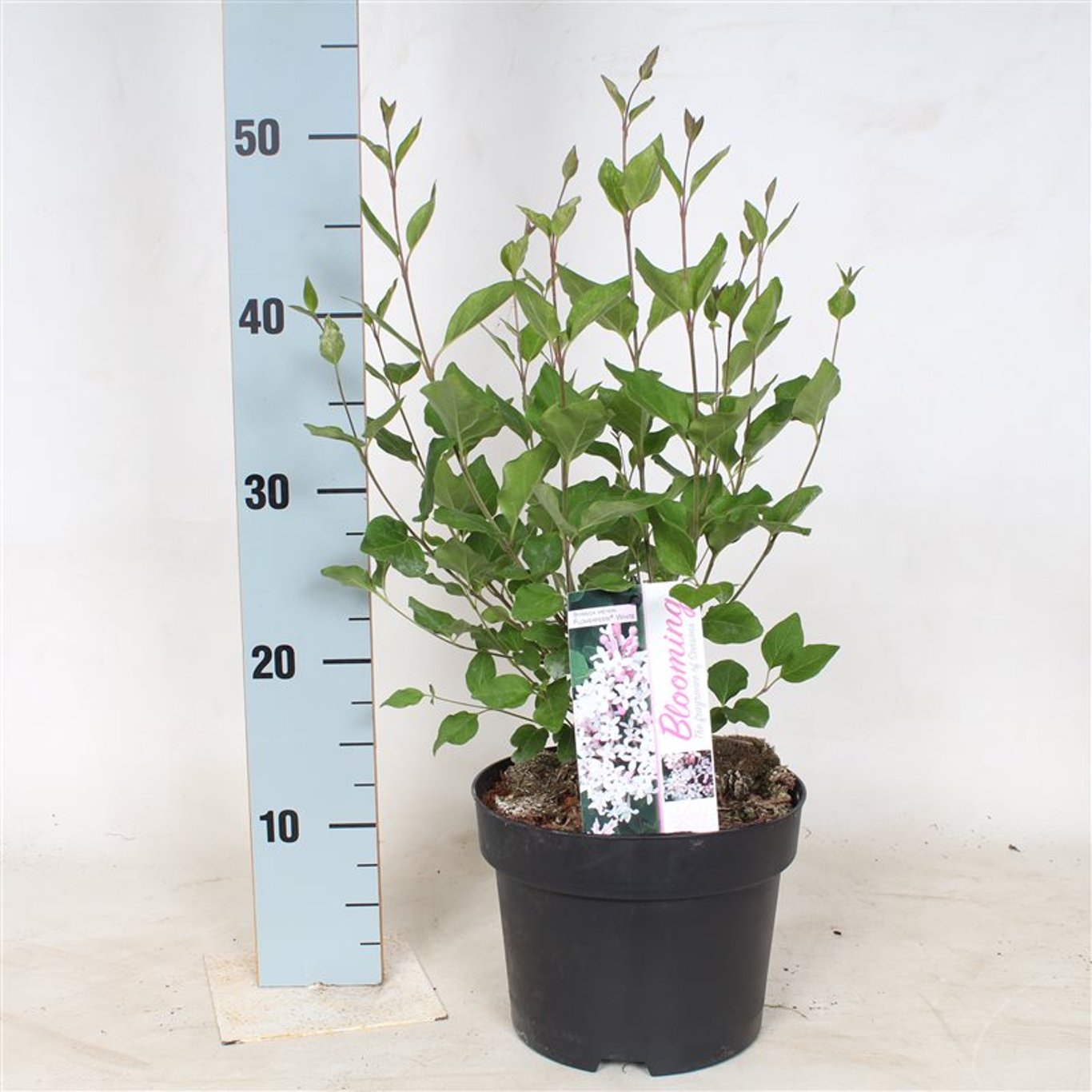 Syringa 'Flowerfest White' ® - C3 40-50 CM